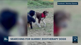 Searching for stolen Quebec Zootherapy dogs [upl. by Yelrah]