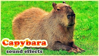 Incredible CAPYBARA sounds  CAPYBARA sound effect [upl. by Ennahgiel]