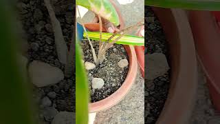 Indoor plant main Gorai plant care gardening [upl. by Ettena593]