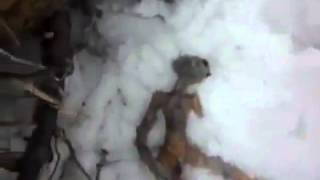 Un extraterrestre mort en russie  Ovnidunetfreefr [upl. by Leander370]