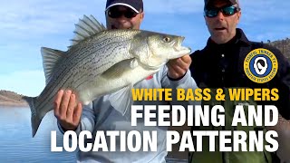 Whacking White Bass and Wipers part 2 of 3 fishingtips whitebassfishing [upl. by Yro]