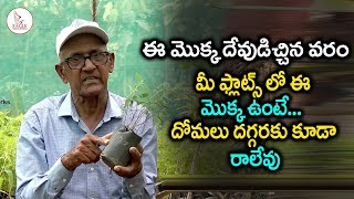 Mosquito Repellent Plants  Plant Science  DR SV Rama Rao Eagle Media Works [upl. by Renault918]