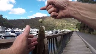 How to fish the Hawkesbury River land based at Berowra for Flathead with straight shank worm hooks [upl. by Ellennahs68]