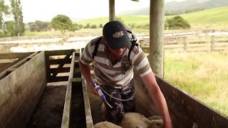 Drenching Sheep with a Simcro™ 20mL Oral Applicator [upl. by Seligman]