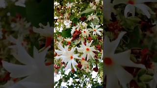 how to grow flowers in harsingar plantparijat flower plantyoutube trending [upl. by Eihs]