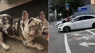 Arrest made in DTLA dognapping that left owner clinging to car [upl. by Eimat]