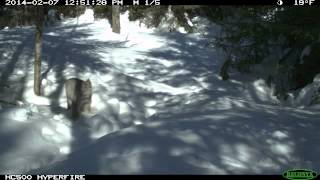 Canada Lynx Ghosts of the North Woods [upl. by Airuam]