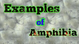 Examples of Amphibians [upl. by Kantor231]