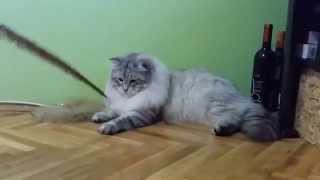 Siberian cat [upl. by Hynes928]