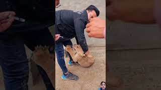 Dangerous Lion Cub got his medicine 💊 video shorts trend lion tigero [upl. by Farika]