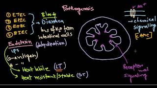 Escherichia coli pathogenesis [upl. by Ahsimik656]