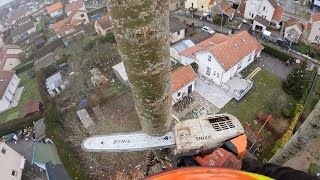 Démontage dun Peuplier 25M  STIHL MS 201 [upl. by Nayrbo]