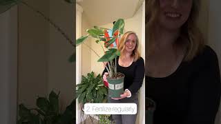 Alocasia Zebrina Care Tips [upl. by Ongun697]