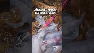 Cómo come el CALAMAR eging fishing squid pesca shorts short shortfishing calamar [upl. by Oah302]