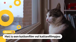 Leonas kat speelt in een nieuwe kattenfilm [upl. by Yecaw]