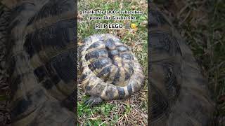 Hermanns tortoise hermannstortoise tortoise reptile turtle swetlandtortoises rip🪦😢 lego [upl. by O'Gowan]