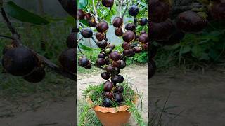 How To Growing Mangosteen Fruit To Mangosteen Tree has a lot of fruits [upl. by Pavier]