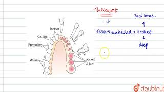 Explain the term thecodont and diphyodont [upl. by Grethel]