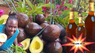 HOW TO MAKE AVOCADO OIL AT HOME HOMEMADE AVOCADO OIL FROM SCRATCH avocado oil Village life ug [upl. by Merna]