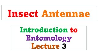 Insect antennae  Lecture 3 [upl. by Guillaume]