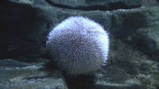 Edible Urchin Echinus esculentus  Sea Anemone [upl. by Ahtibat]