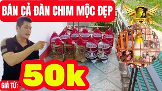 Bán Chim Khuyên Mộc Đã Lọc Loại Tuyển Chọn  Lại Được Tặng Chim Mơ Cánh Nhưng Hơi Đáng Tiếc…  KTB [upl. by Andria]