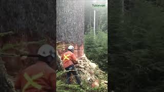 CURIOSO SONIDO de árbol cayendo por tala tala curiosidades árboles leñador viralvideo shorts [upl. by Bhayani]