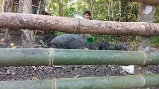 NADULAS LANG NAMAN shortsvideo nativepig buhayprobinsya shorts [upl. by Arikehs]