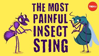 The world’s most painful insect sting  Justin Schmidt [upl. by Klemens]