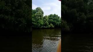 Mangrove forestpondicherry pondy mangroveforest dheema anirudh shorts travel tour tourism [upl. by Aydne]