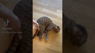 🐱✨High tech Roomba🧹cat youtubeshorts video shortvideo shorts tiktok fyp fypシ cute cats [upl. by Nalyorf896]