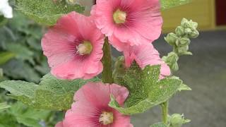 alcea rosea pleniflora pink stokroos [upl. by Andriette]