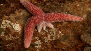 Starfish Limb Regeneration [upl. by Jarid]