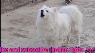 Indian Spitz dog barking loudlySpitz dog barking loudlySpitz dog barkingIndian Spitz Jackie🐕 [upl. by Bolger487]