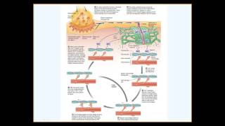 Excitation contraction coupling in skeletal muscles Human physiology [upl. by Dygal]