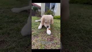 This puppys curiosity is too cute 🐶🦋 puppylove nature shorts [upl. by Meng]