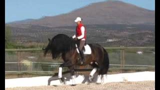 Majestic Andalusian PRE stud stallion  WWWHORSESPRECOM [upl. by Pennebaker]