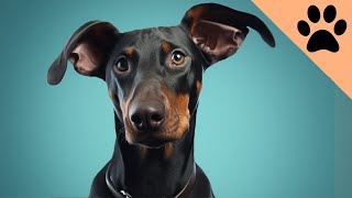 Pros and cons of owning a Doberman Finally Revealed [upl. by Eraste]