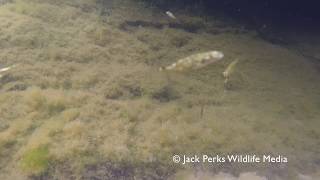 Marine Three Spined Sticklebacks Shetland Underwater [upl. by Rossie]