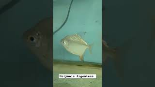 Metynnis Argenteus fish viral video shortvideo shorts [upl. by Inez]