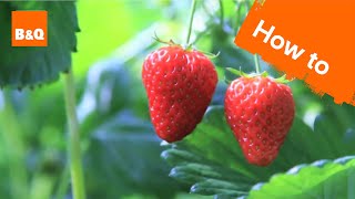 How to grow amp harvest strawberry plants [upl. by Hadden]