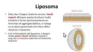 Doppio strato lipidico di membrana Bilayer fosfolipidico [upl. by Kingsly]