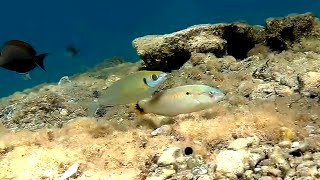 Streamlined spinefoot Siganus argenteus amp Zigzag wrasse Серебристый сиган и Зигзагообразный губан [upl. by Odnesor]