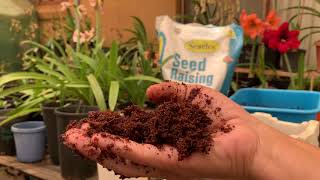 Growing Hippeastrum seeds [upl. by Nipha]