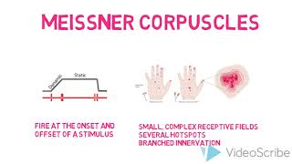 Cutaneous Mechanoreceptors  Meissner Corpuscles [upl. by Nealon4]