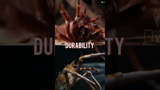 Goliath Birdeater VS Japanese spider crab [upl. by Pages]