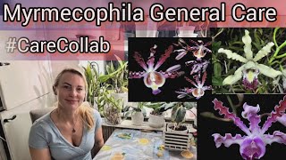 Myrmecophila orchids general care carecollab [upl. by Roman]