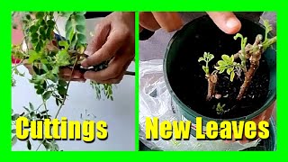 How To Grow Moringa Tree From Cuttings  Propagate Moringa From Stem Cutting [upl. by Salangia566]