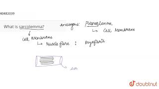 What is sarcolemma [upl. by Valera]