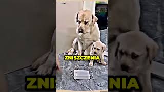 PSIA MAMA STANĘŁA W OBRONIE SWOJEGO SYNKA😱🐶 [upl. by Adnaerb737]